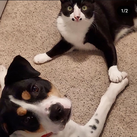 Chemo Treatments for My 3 year old cat, Lrrr - Picture 3 of 12